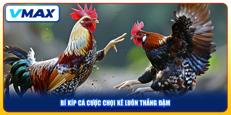 Trải Nghiệm Đá Gà Cựa Dao VMAX Với Những Màn Tranh Tài Nảy Lửa 4 Bí kíp cá cược chọi kê luôn thắng đậm