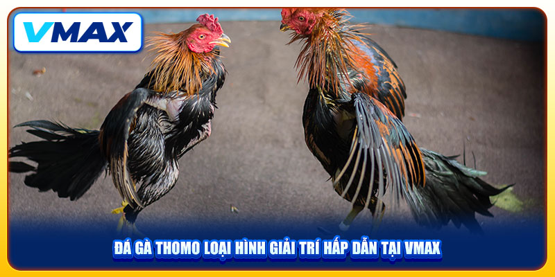 Đá Gà Thomo VMAX Lựa Chọn Giải Trí Số 1 Hiện Nay 2 Đá gà Thomo loại hình giải trí hấp dẫn tại VMAX