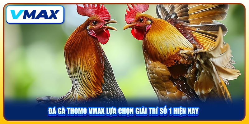 Đá Gà Thomo VMAX Lựa Chọn Giải Trí Số 1 Hiện Nay 1 Đá Gà Thomo VMAX Lựa Chọn Giải Trí Số 1 Hiện Nay