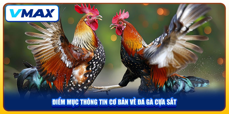 Thưởng Thức Đá Gà Cựa Sắt VMAX Bùng Nổ Với Tỷ Lệ Thắng 96% 2 Điểm mục thông tin cơ bản về đá gà cựa sắt