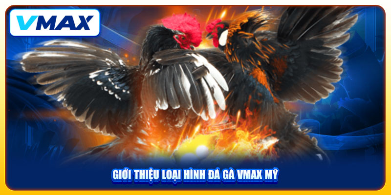 Đá Gà VMAX Mãn Nhãn Với Nhiều Pha Tấn Công Hiểm Hóc 3 Giới thiệu loại hình đá gà VMAX Mỹ