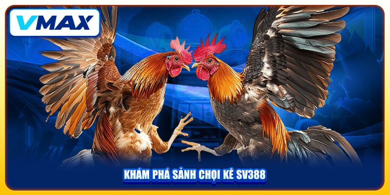 Đá Gà VMAX Mãn Nhãn Với Nhiều Pha Tấn Công Hiểm Hóc 2 Khám phá sảnh chọi kê SV388