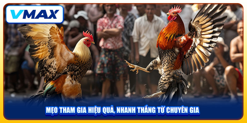 Đá Gà Thomo VMAX Lựa Chọn Giải Trí Số 1 Hiện Nay 4 Mẹo tham gia hiệu quả, nhanh thắng từ chuyên gia
