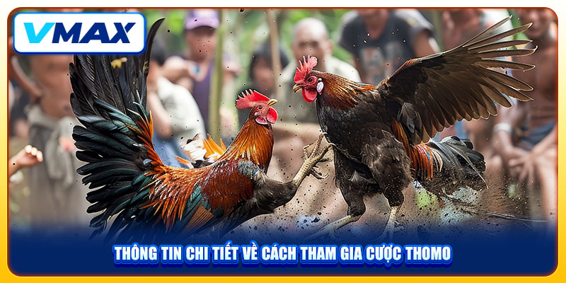 Đá Gà Thomo VMAX Lựa Chọn Giải Trí Số 1 Hiện Nay 3 Thông tin chi tiết về cách tham gia cược Thomo